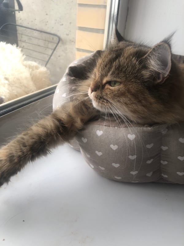 Cats at rest, multiple angles, one cloudy city sky