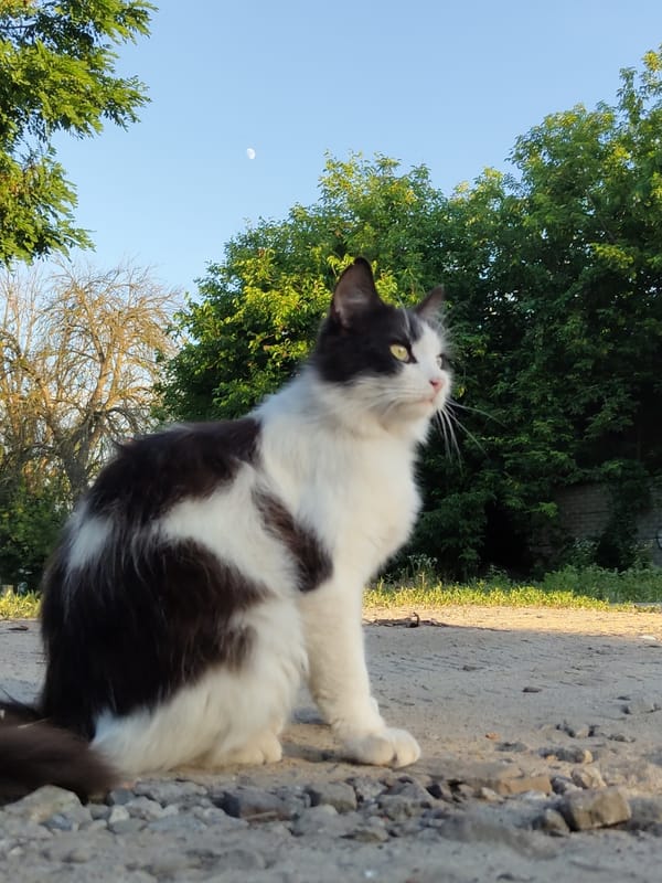 Street cats and dogs hanging out in the same neighborhood