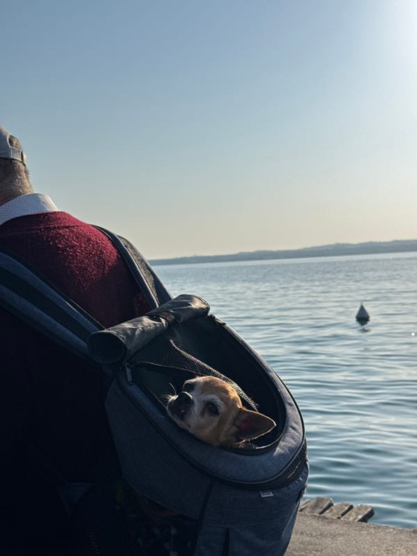Afternoon lakeside visit in Sirmione features vintage Alfa Romeo, Pomeranian