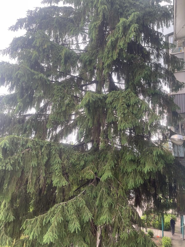 Rainy summer morning around a Poltava residential neighborhood