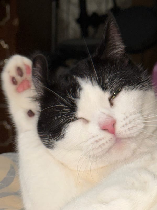 Black and white cat napping and grooming in Ulyanovsk