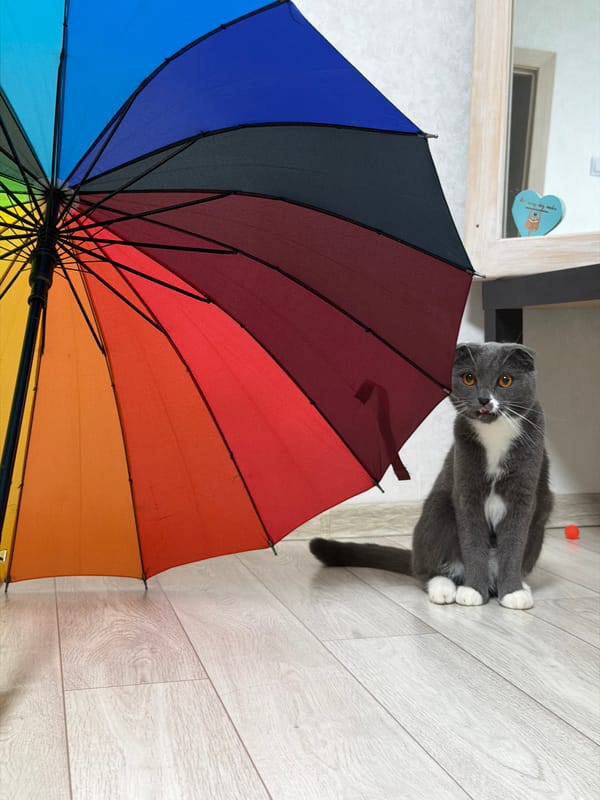 Cat enjoys leisurely afternoon at Chaikovsky home