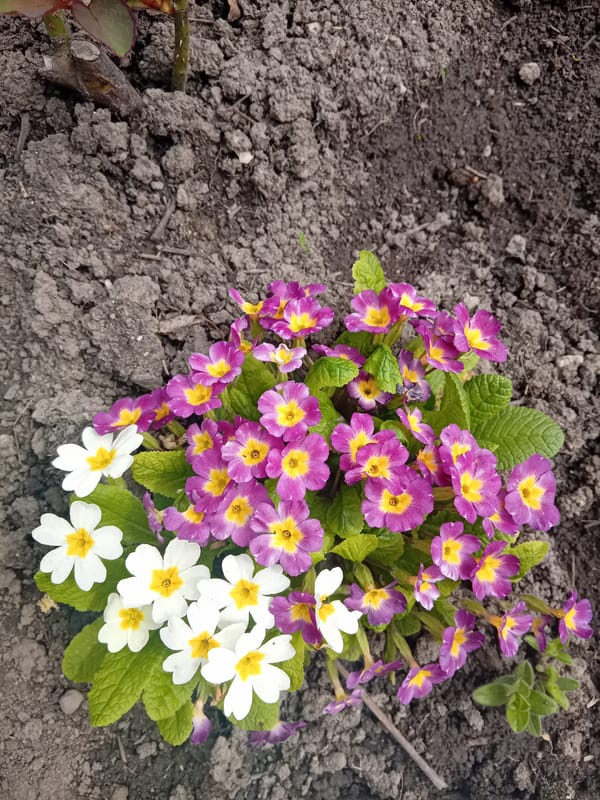 Spring primroses bloom in unknown location garden setting