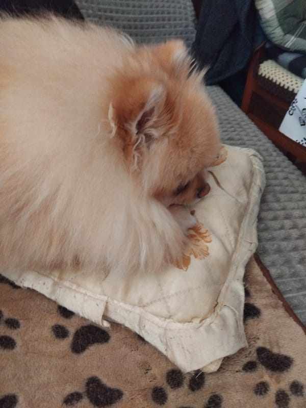 Pomeranian dog peacefully sleeps on patterned bedding in Bulgaria