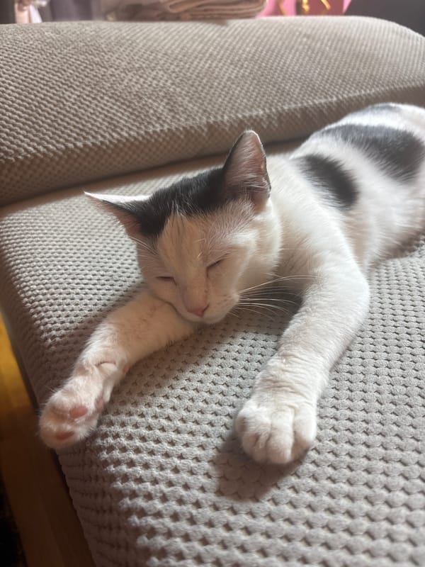 Cats resting on furniture in Sofia homes