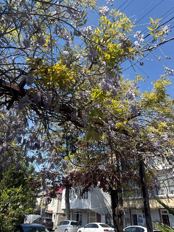 Spring scenes and daily activities observed across urban area