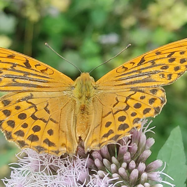 Butterflies and spiders up close in a Kyiv suburb