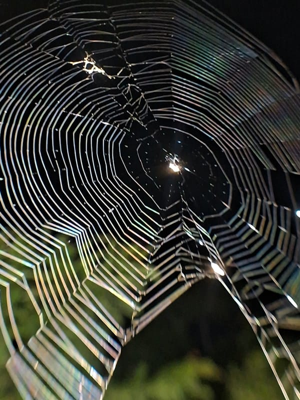 Nighttime macro photography captures spiderwebs and insects in Lhokseumawe