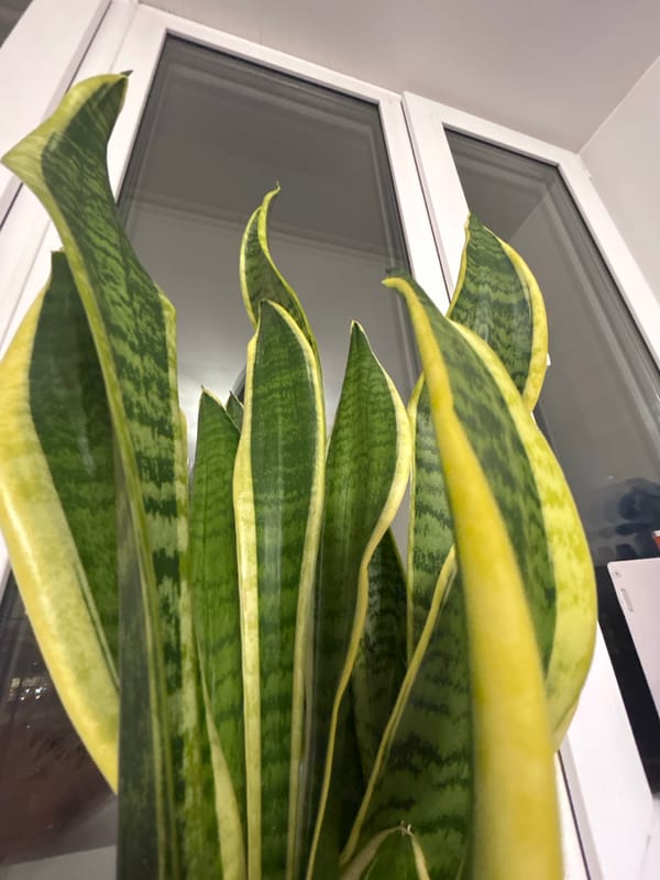 Snake plant spotted indoors in Krasnoyarsk residence