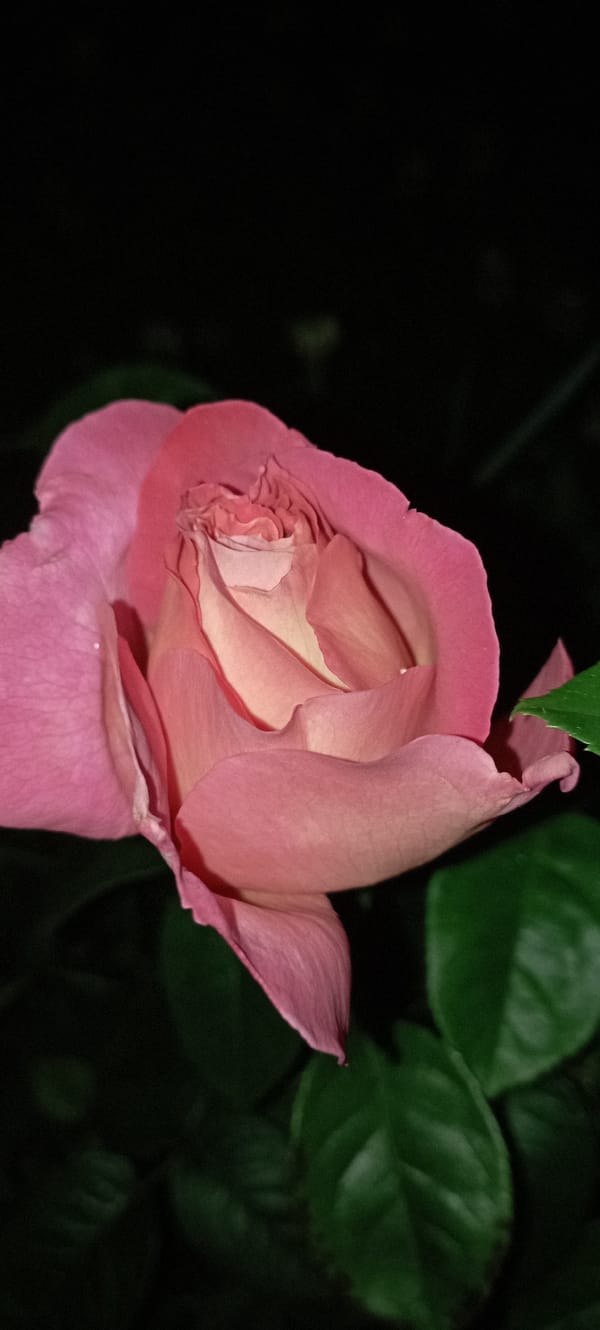 Close-up garden florals: roses and petunias shot in detail