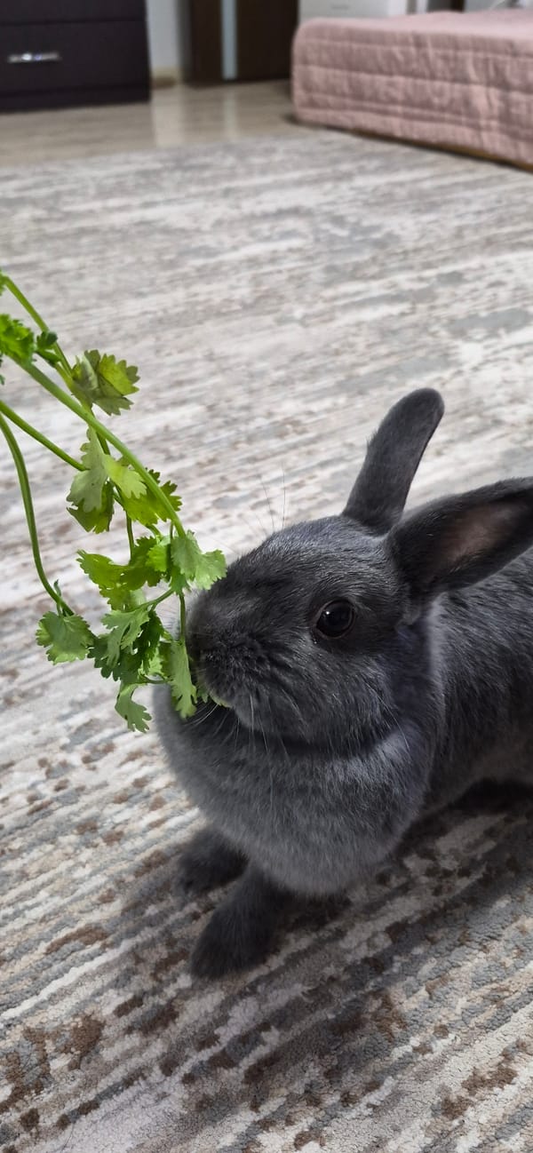 Rainy morning in Ussurijsk: wet garden, blooming hydrangeas, a house rabbit