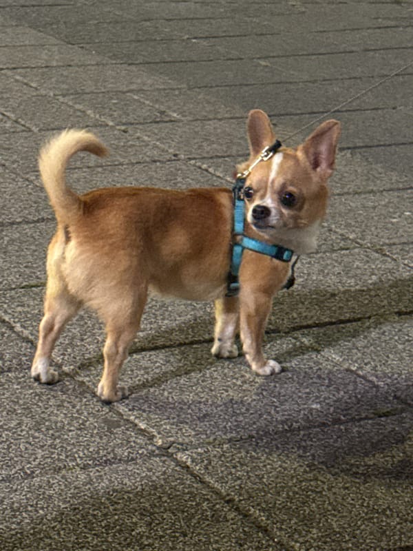 Evening snapshots of daily life captured across Burgas, Bulgaria