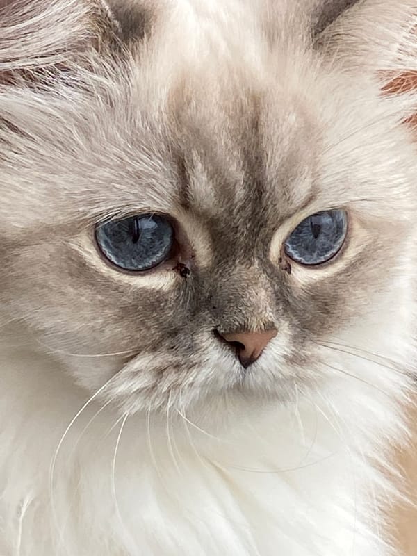 Selfies with a blue-eyed Ragdoll cat in Chaikovsky, Russia
