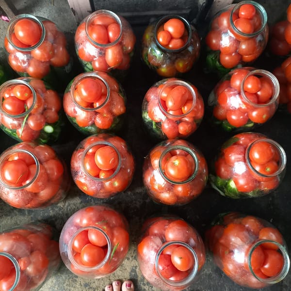 Late-summer harvest day at home in Klyntsi, Ukraine.