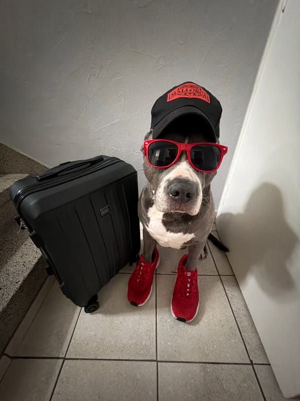 Dressed dog photographed with suitcase in Luxembourg