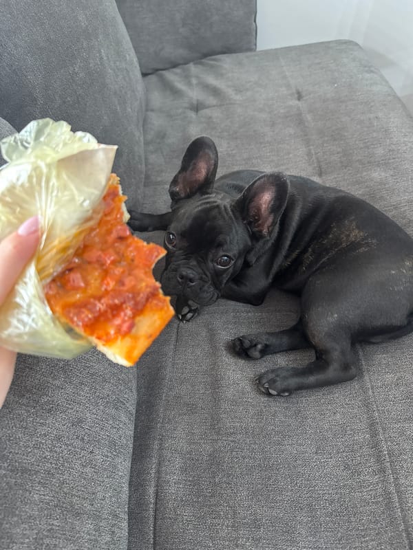 French Bulldogs watch pizza temptation on Varna couch