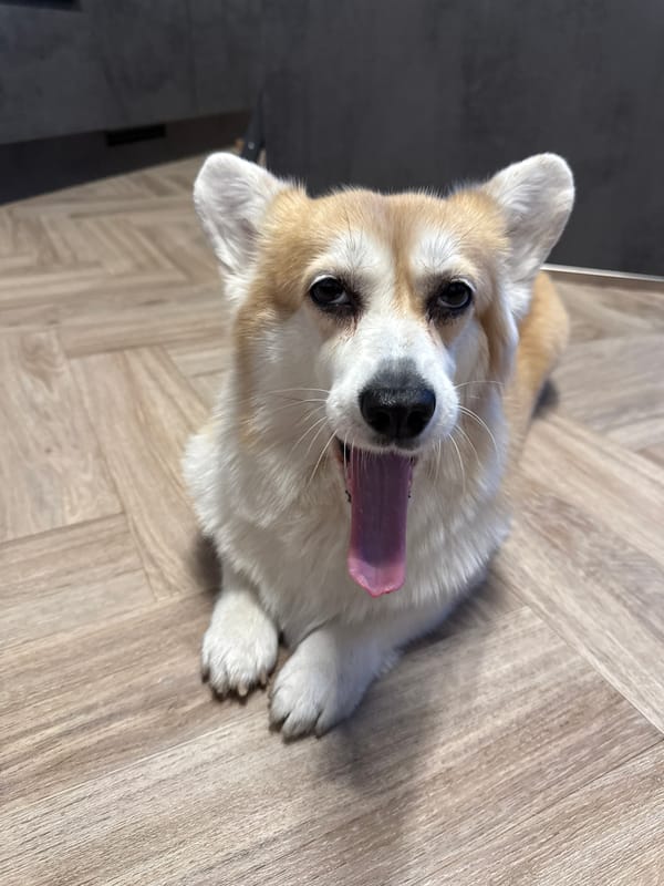 Corgi dog photographed indoors in Krasnoyarsk, Russia