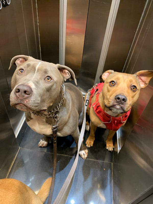 Two leashed dogs ride elevator in Tel Aviv