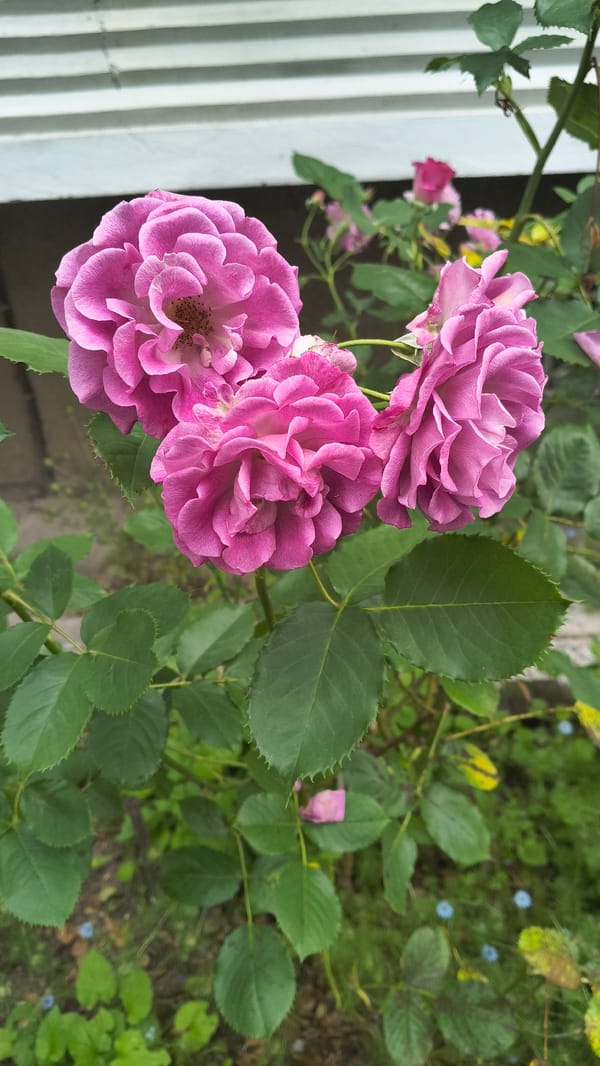 Rose gardens photographed in downtown Shumen, Bulgaria