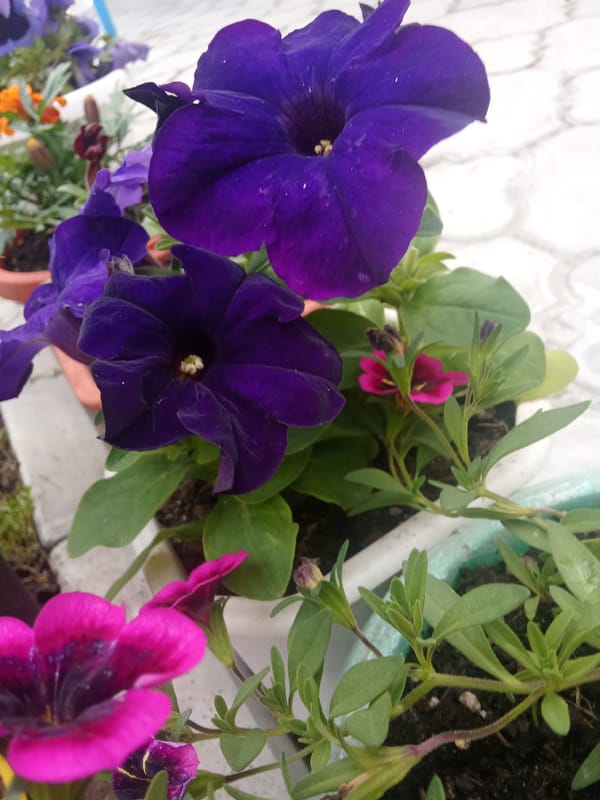 Garden scene with flowers and dog statue documented in Sevlievo