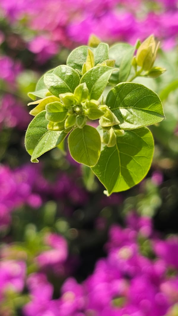 Tropical flora and crafting materials documented in Guayaquil