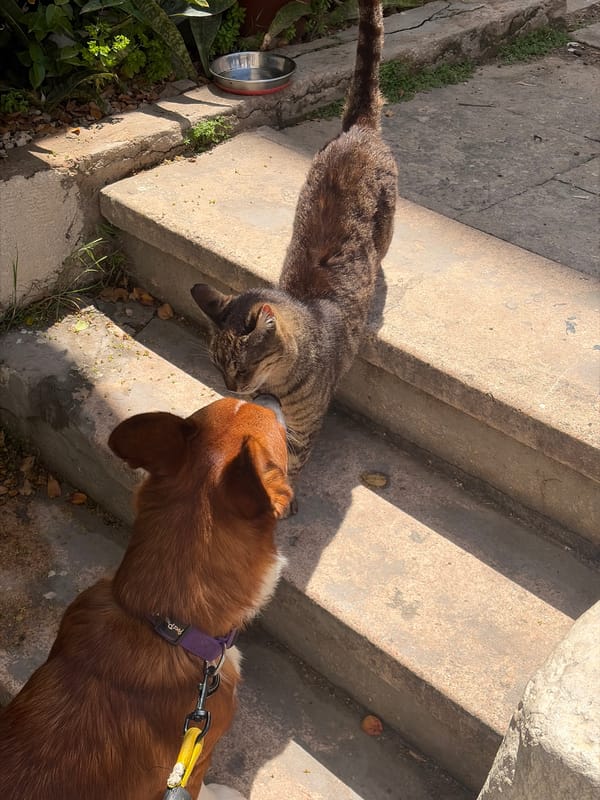 Dog and cat have peaceful encounter in Tel Aviv