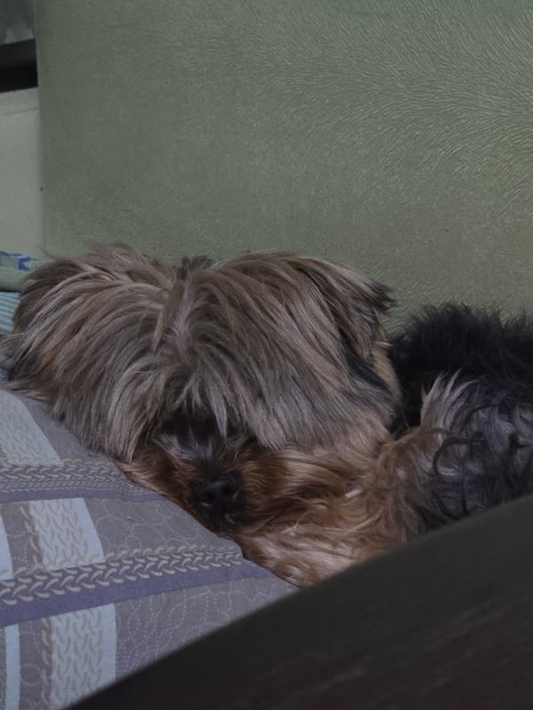 Small dog rests on striped blanket