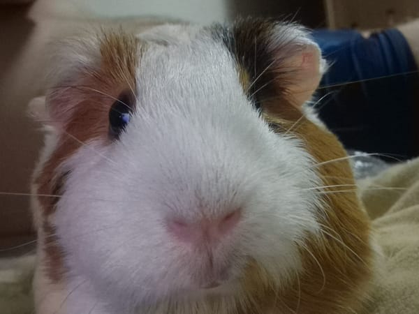 Guinea pig at home, close-up shots with bell pepper snacks