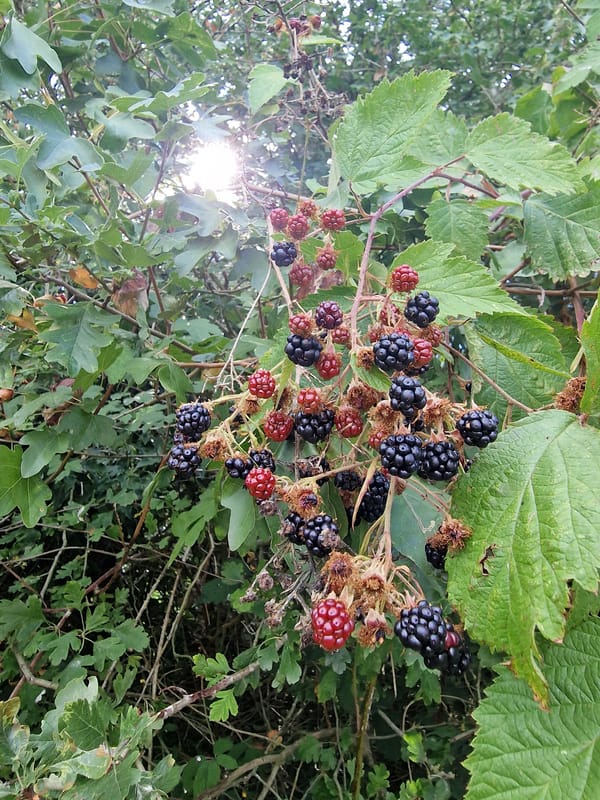 Late summer wildflowers, berries, and oaks in Canterbury countryside