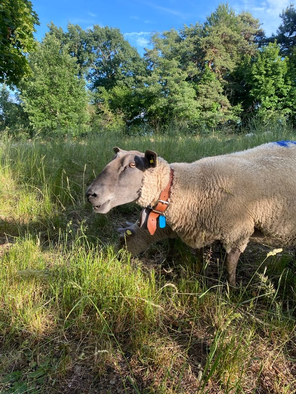 Sheep graze peacefully in Swiss pasture on summer afternoon