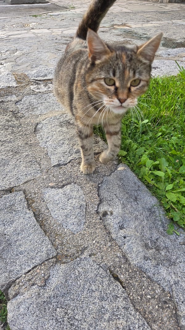 Cats, parked cars, and a quiet neighborhood afternoon