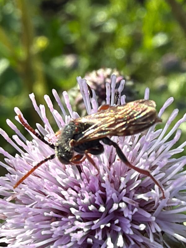 Macro tour through a garden: roses, thistles, and visiting insects