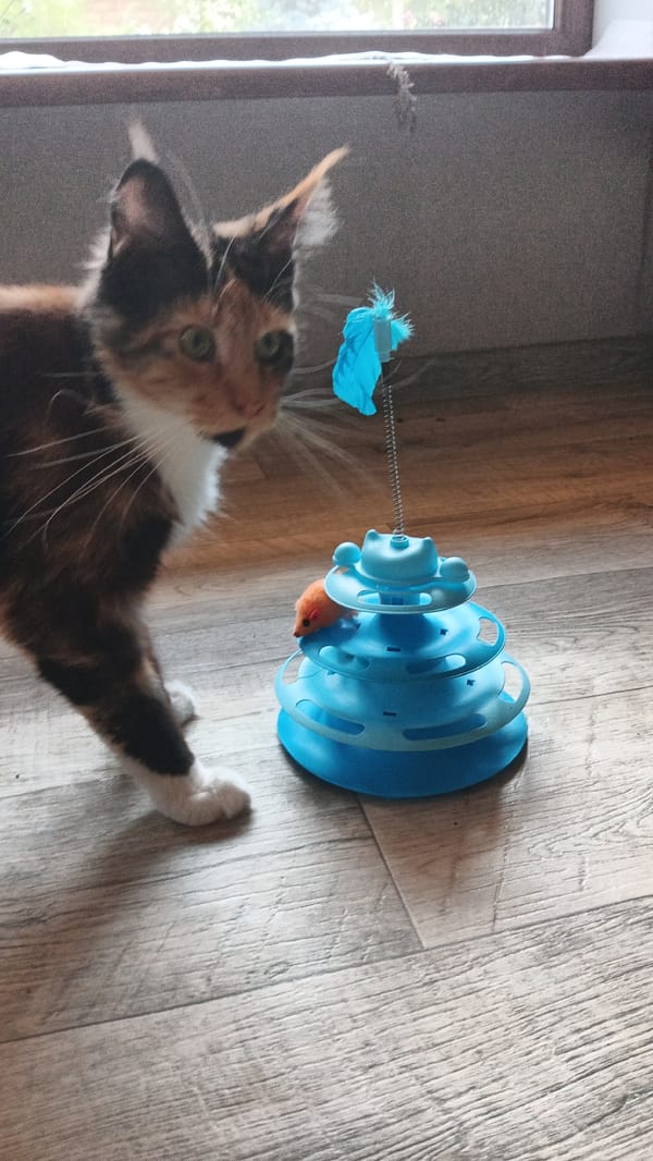 Cats, toys, and home décor in a Kryvyi Rih apartment