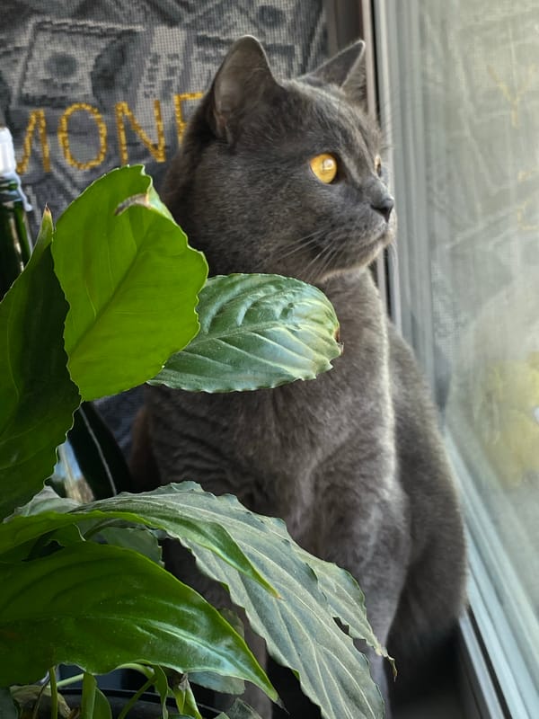 Gray cat with yellow eyes photographed indoors in Votkinsk
