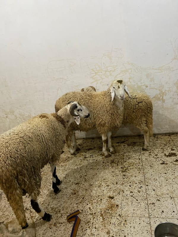 Man keeps sheep in indoor enclosure in Baraki, Algeria