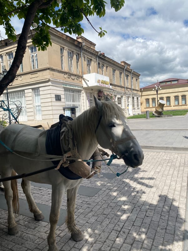 White carriage horse stands on cobblestone street near building