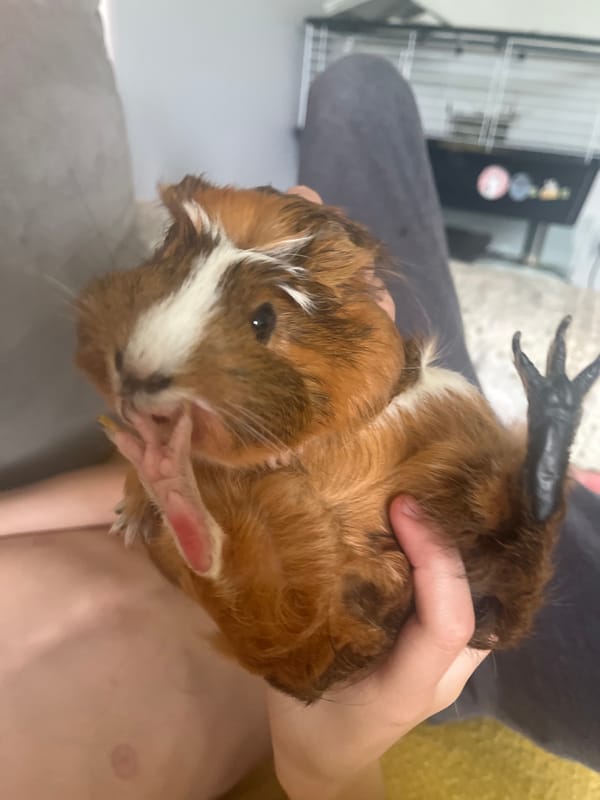 Afternoon moments: guinea pig care, selfies, coffee, cloudy cityscapes
