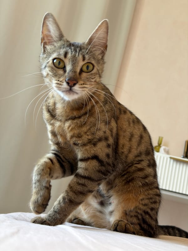 Tabby cat at home in Rossiyskiy, caught in multiple moments