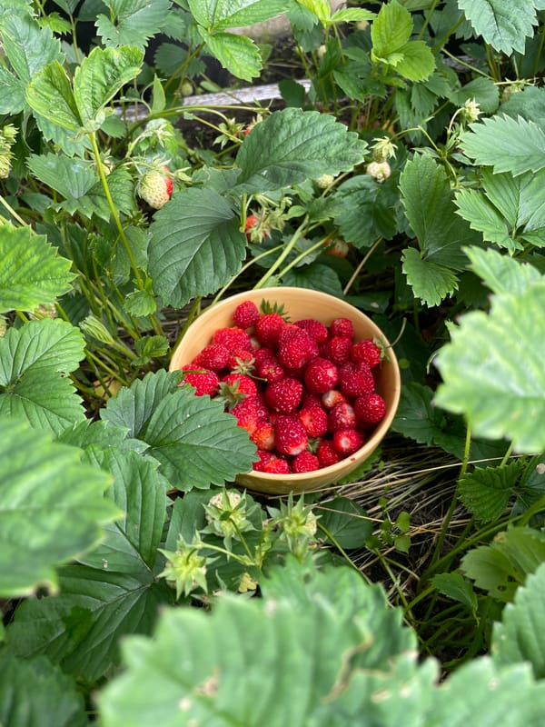 Bowl of fresh-picked strawberries resting among the plants