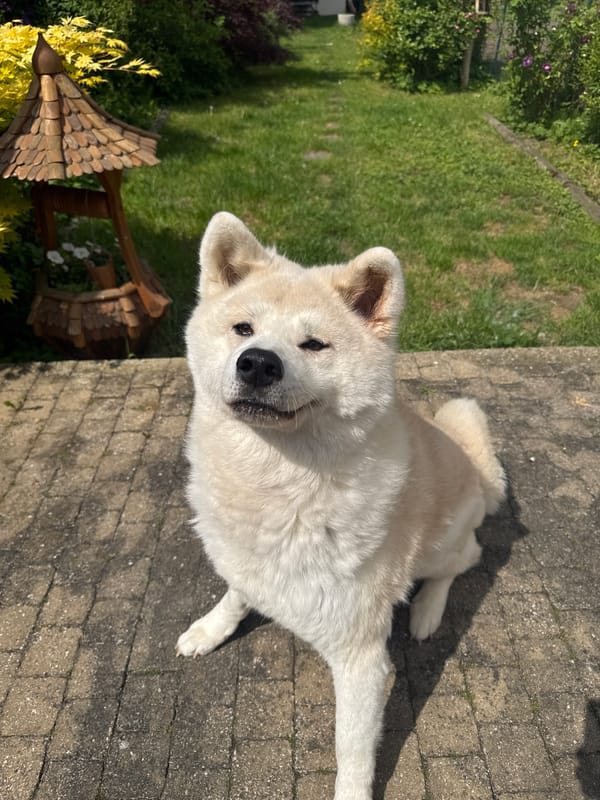 Akita dog enjoys afternoon garden time in Wattrelos