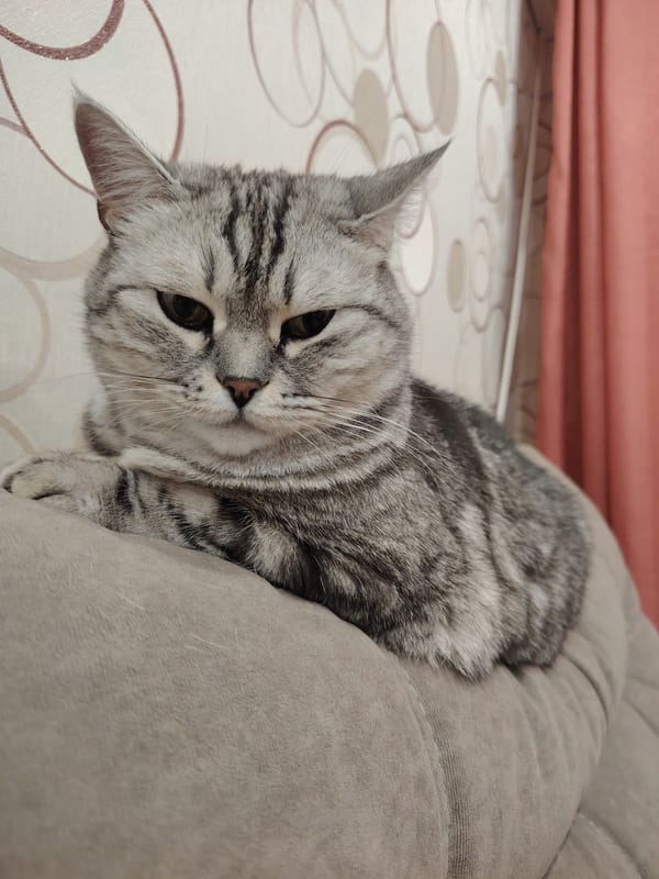 Cats photographed in casual indoor moments over 11 minutes