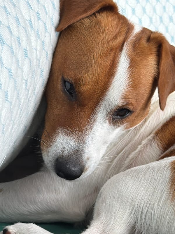 Jack Russell Terrier naps and plays at a Moscow home