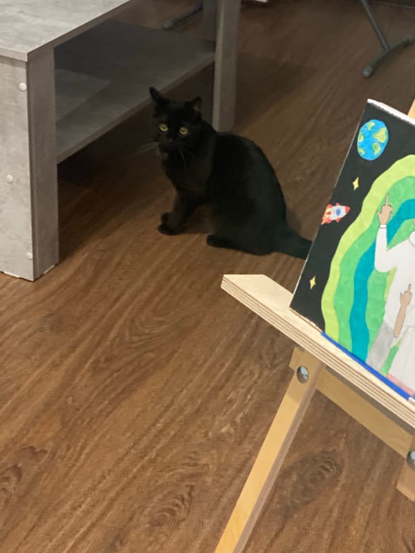 Black cat plays with toys at home in Izhevsk