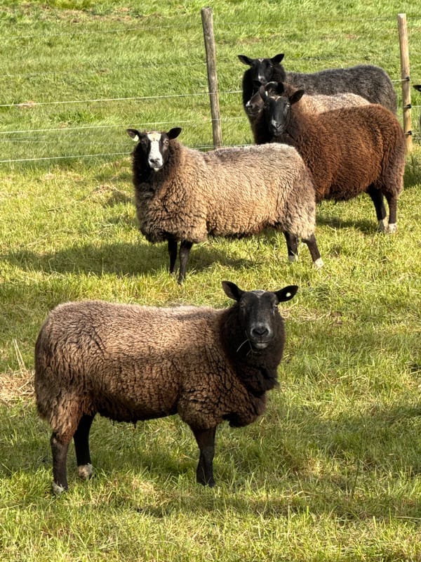 Dark sheep flock grazes in Luxembourg countryside fields