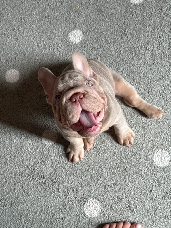 French Bulldog puppies lounging on a gray carpet