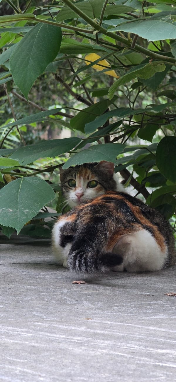 Calico cat peers through garden foliage in Baku