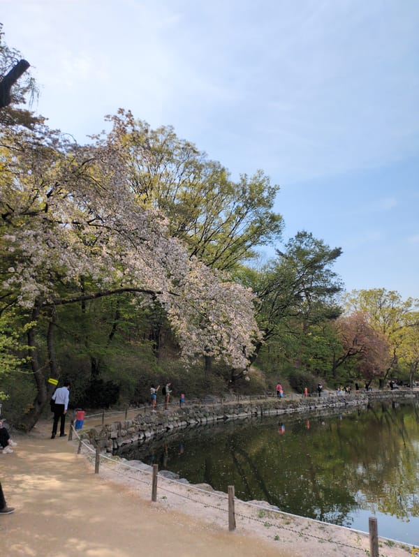 Spring blooms and koi streamers observed in Seoul park