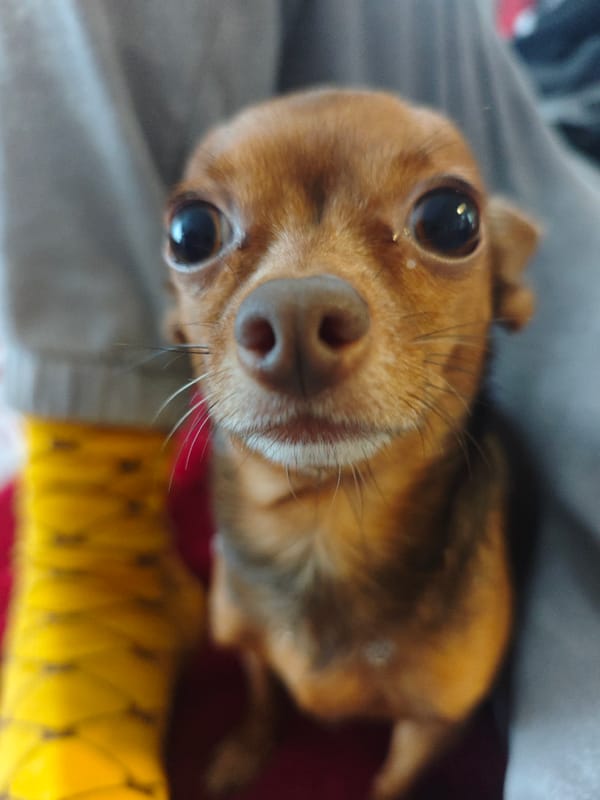Small brown dog observed in Samara home