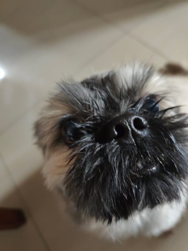 A small fluffy dog's morning routine at home in Davao