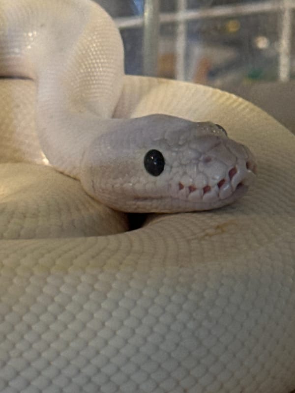 Exotic pets and animals for sale in Chalong, Thailand